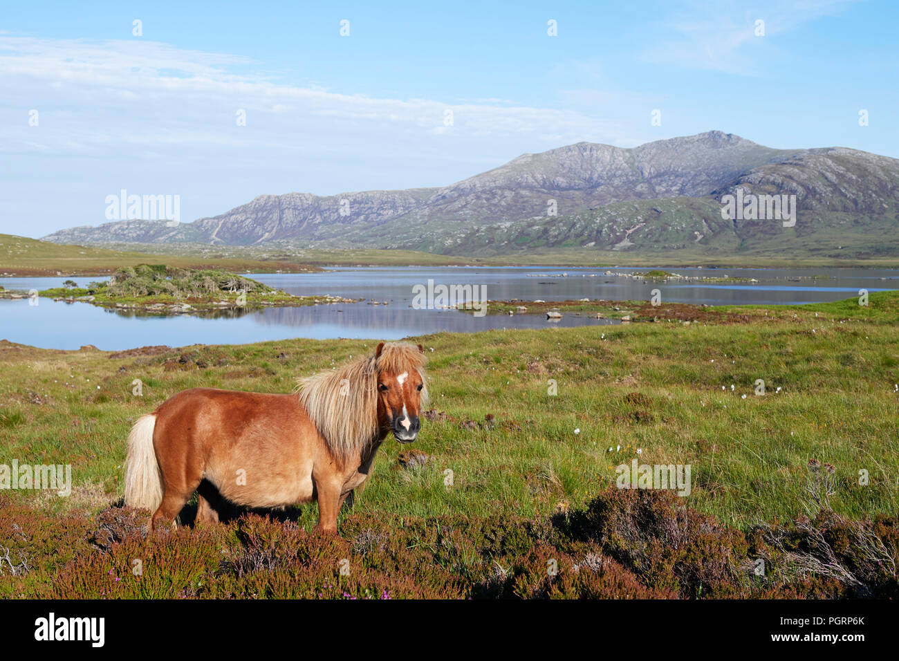 Pony, Loch Sgiopol, South Uist, Ecosse Banque D'Images