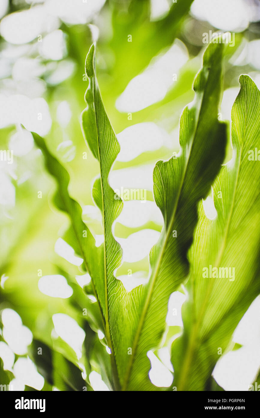 Une série d'images de plantes Philodendron Lacy cireux brillant vert fougères tropicales en Floride à l'arrière-plan flou flou pour une qualité de rêve Banque D'Images