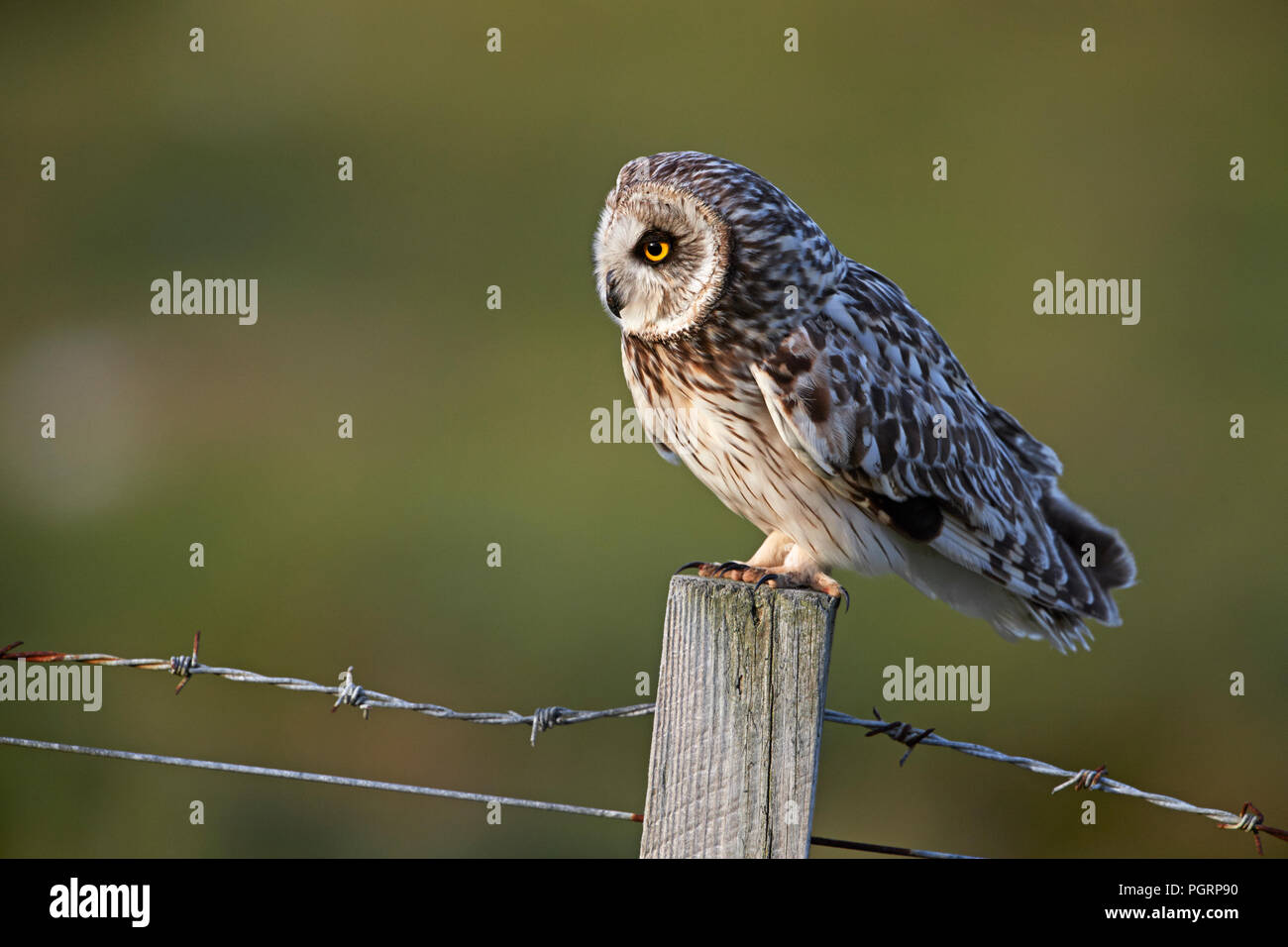 Le hibou des marais, Aseo, flammeius UK Banque D'Images