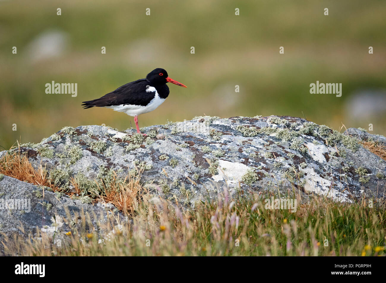 Eurasian oystercatcher, Haematopus ostralegus, UK Banque D'Images