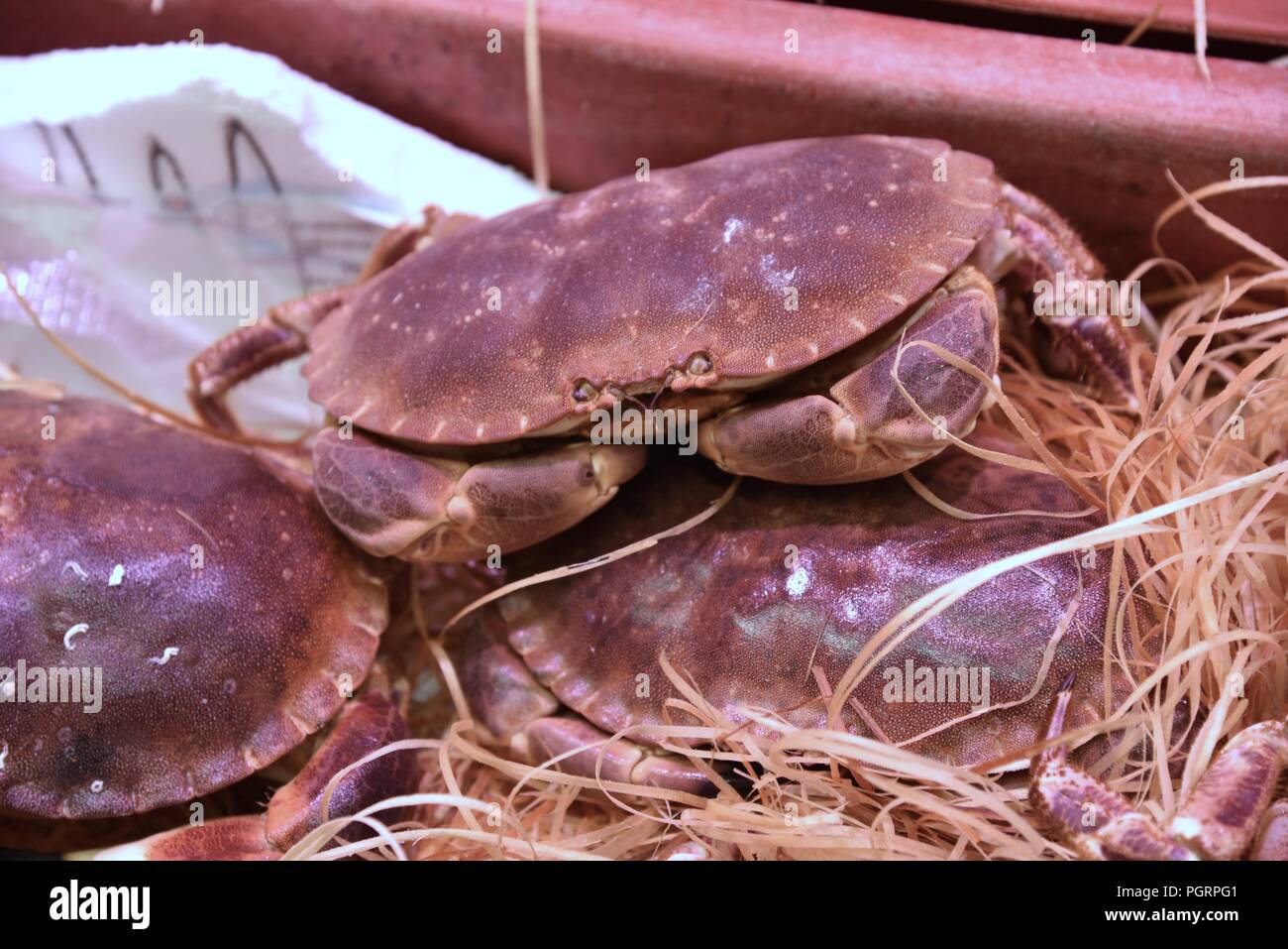 Fruits de mer : vivent les crabes (Cancer pagurus) sur l'affichage dans un poissonnier's shop Banque D'Images