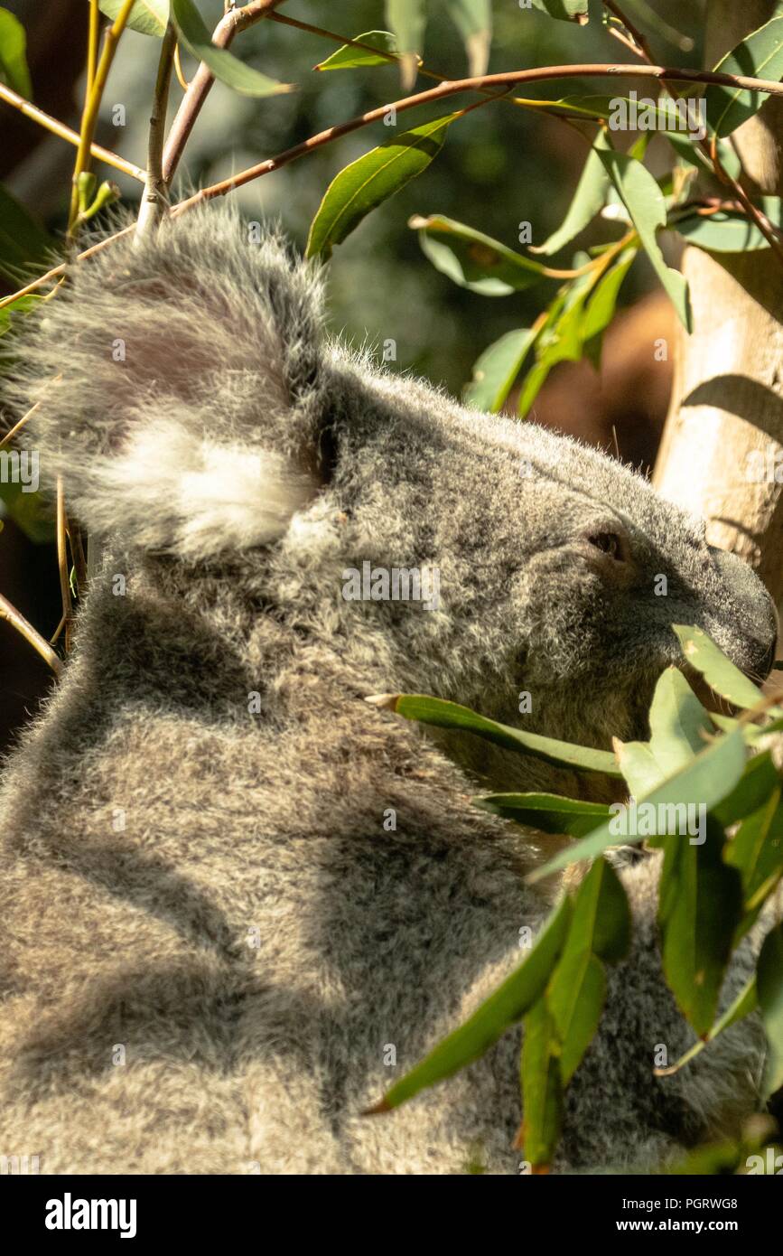 Koalas sur Eucalyptus tree Banque D'Images