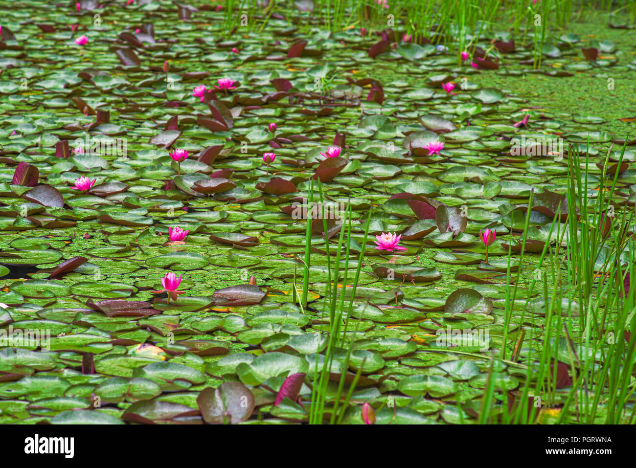Nénuphars roses fleurissent en juin, couvrant la surface de Plum Orchard Lake, en Virginie de l'Ouest Banque D'Images