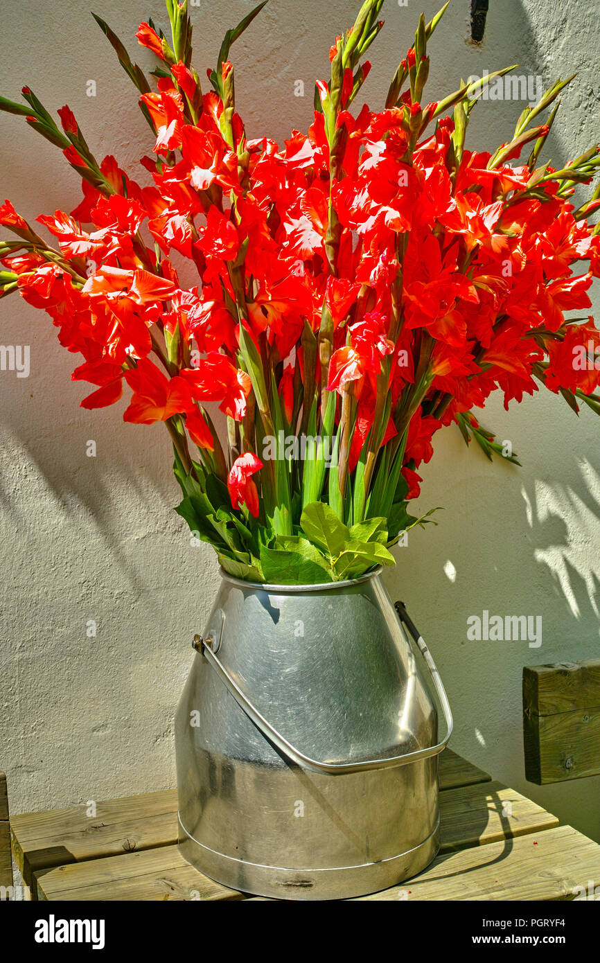 Grand bouquet de fleurs rouge glaïeul dans de vieux lait peut sur la table  en plein air feux ensoleillée, belle décoration murale près de White house  Photo Stock - Alamy