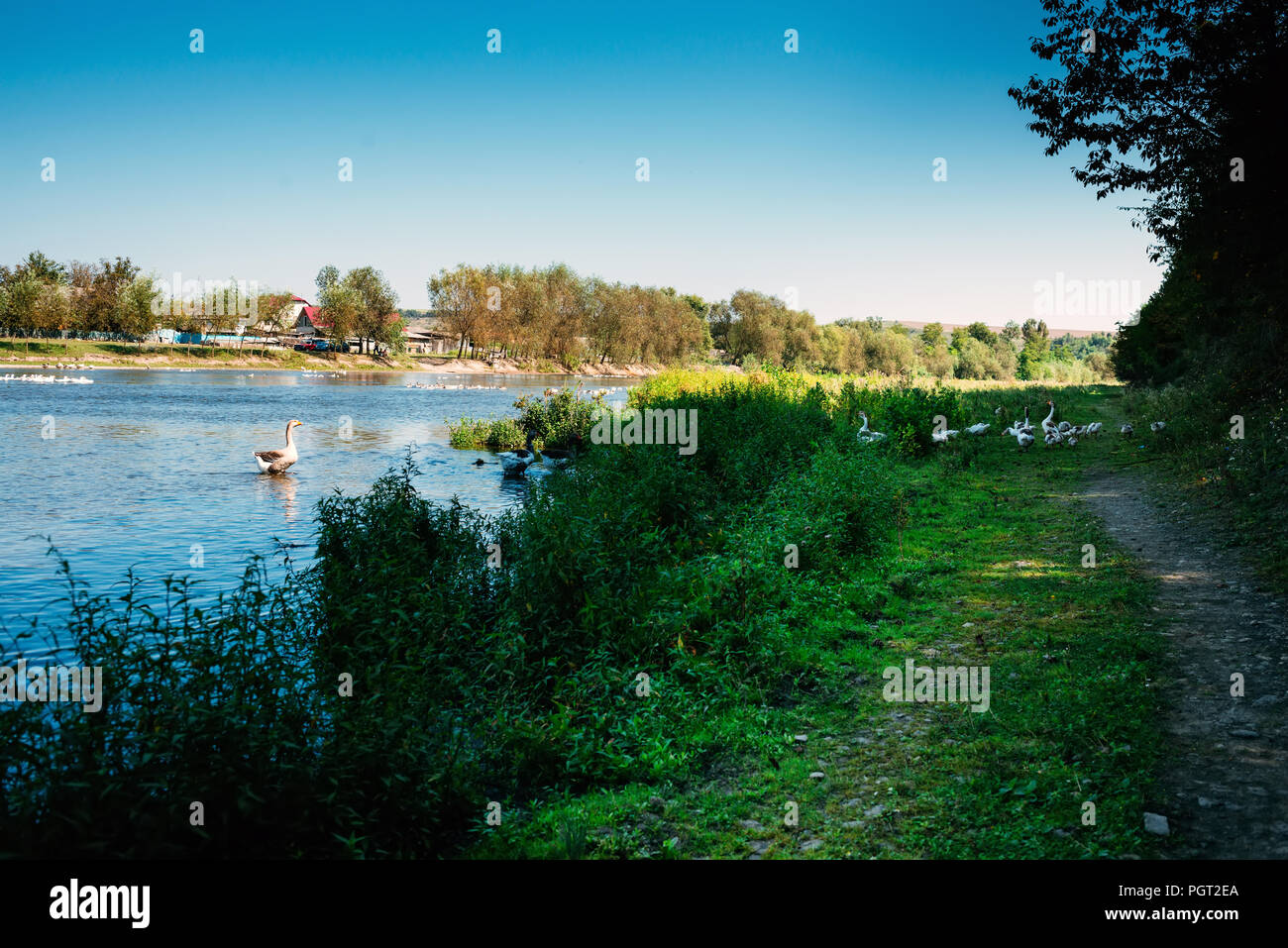 L'oie qui se tient dans la rivière ressemble à son troupeau, qui est le pâturage sur la rive. Banque D'Images