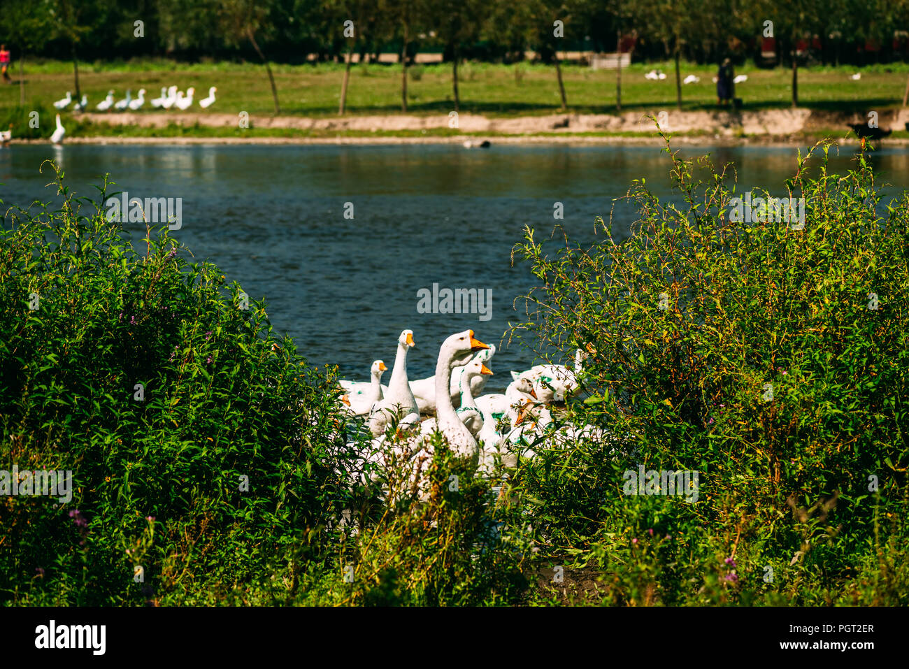 Un beau troupeau d'oies est la natation et le pâturage dans la rivière. L'observation des oiseaux de la côte. Banque D'Images