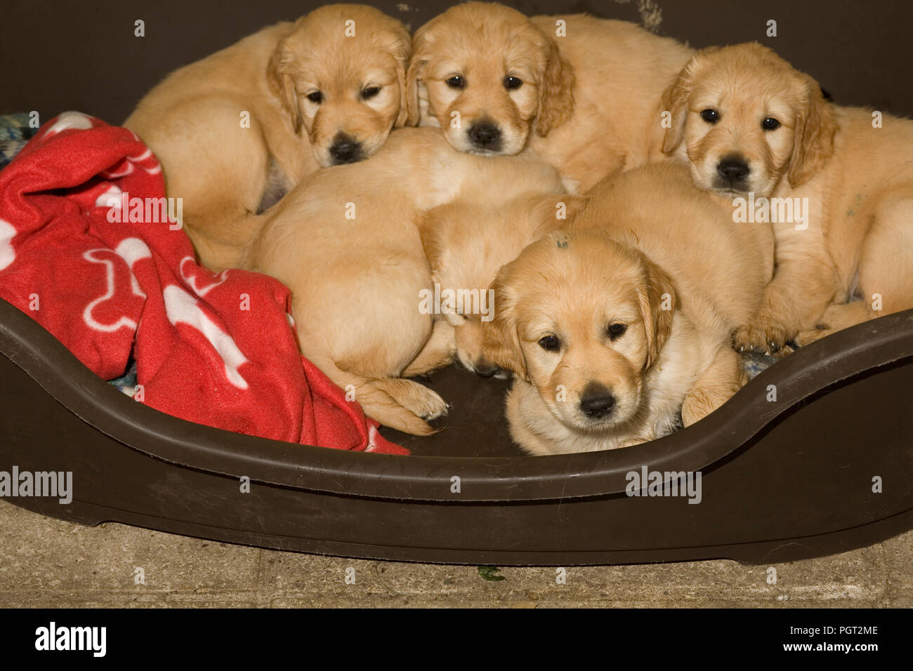 Portée de chiots golden retriever appréciant la compagnie de l'autre dans un panier de chien en plastique dur brun Banque D'Images