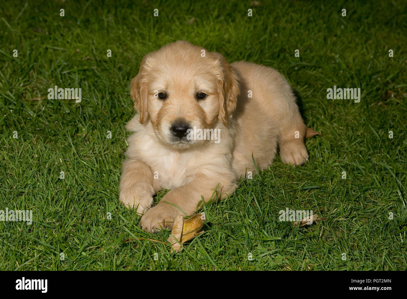 Chiot couché sur l'herbe verte à la recherche d'attention vers l'appareil photo Banque D'Images