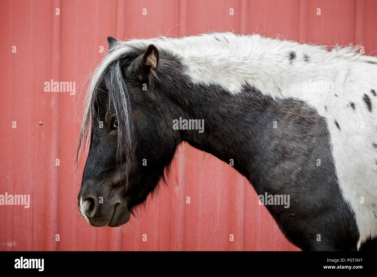 Close up of a cute black et white horse par la grange rouge dans le nord de l'Idaho. Banque D'Images