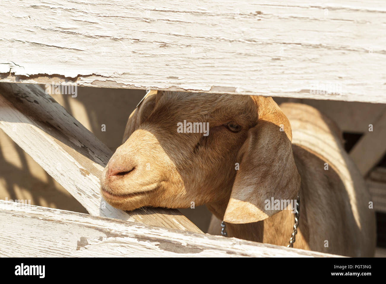 Un gros plan d'une chèvre mignon avec sa tête à travers la clôture en bois dans le nord de l'Idaho. Banque D'Images