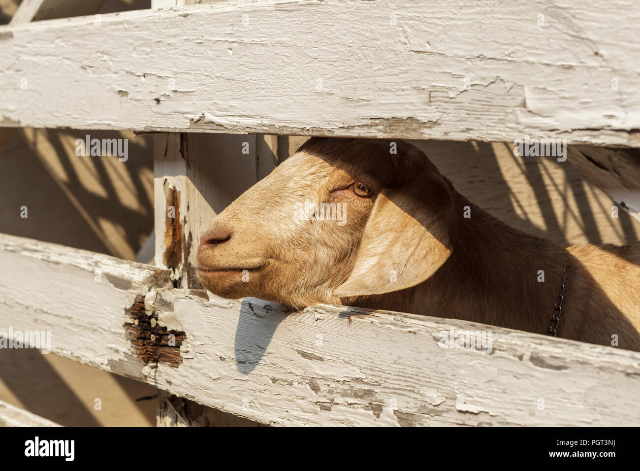 Un gros plan d'une chèvre mignon avec sa tête à travers la clôture en bois dans le nord de l'Idaho. Banque D'Images