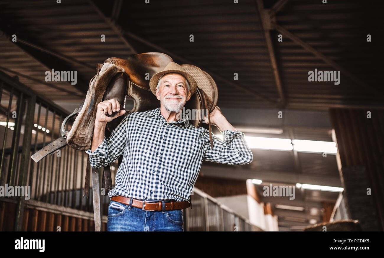 Une happy senior man with a hat portant une selle de cheval sur ses épaules dans une étable. Banque D'Images