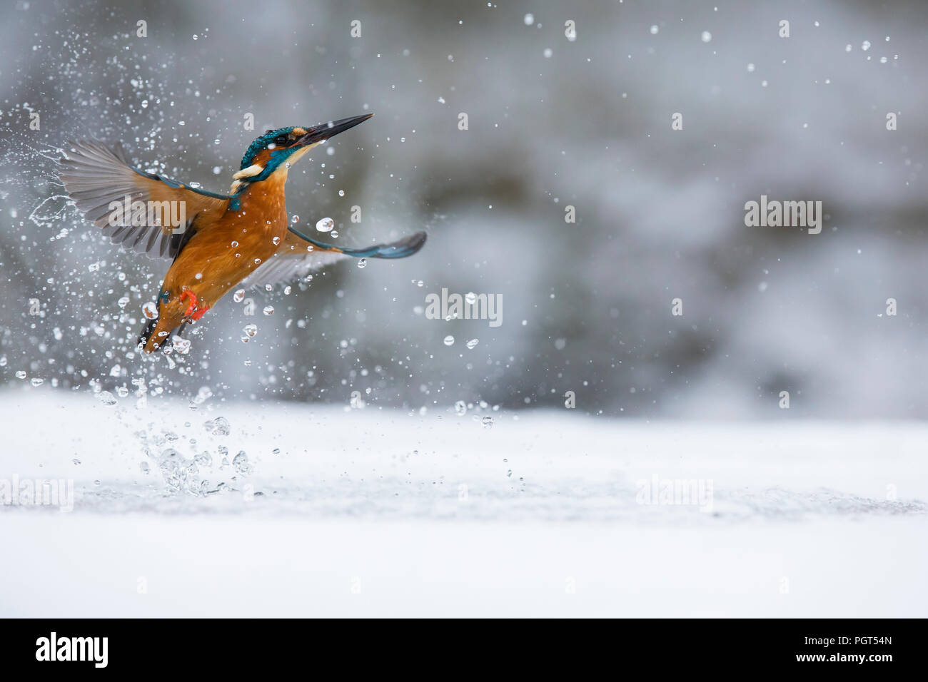 Kingfisher (Alcedo atthis) pêche à travers un trou dans la glace Banque D'Images