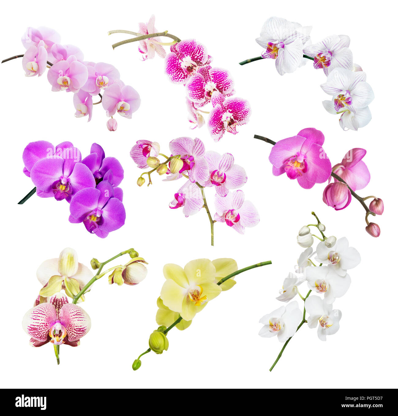 Série de belles orchidées multicolores isolé sur fond blanc Banque D'Images