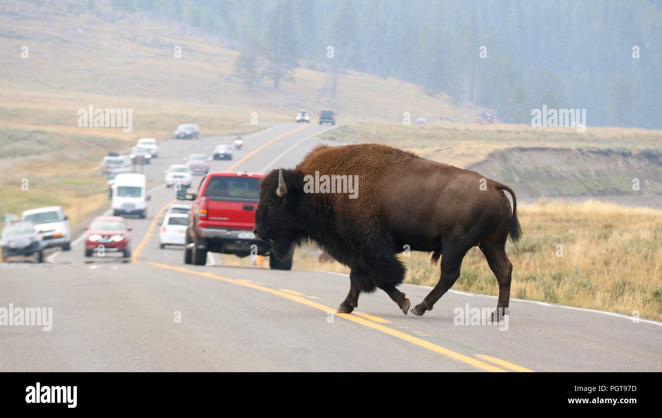 Un bison traverser la route dans le Parc National de Yellowstone provoquant un embouteillage. Banque D'Images