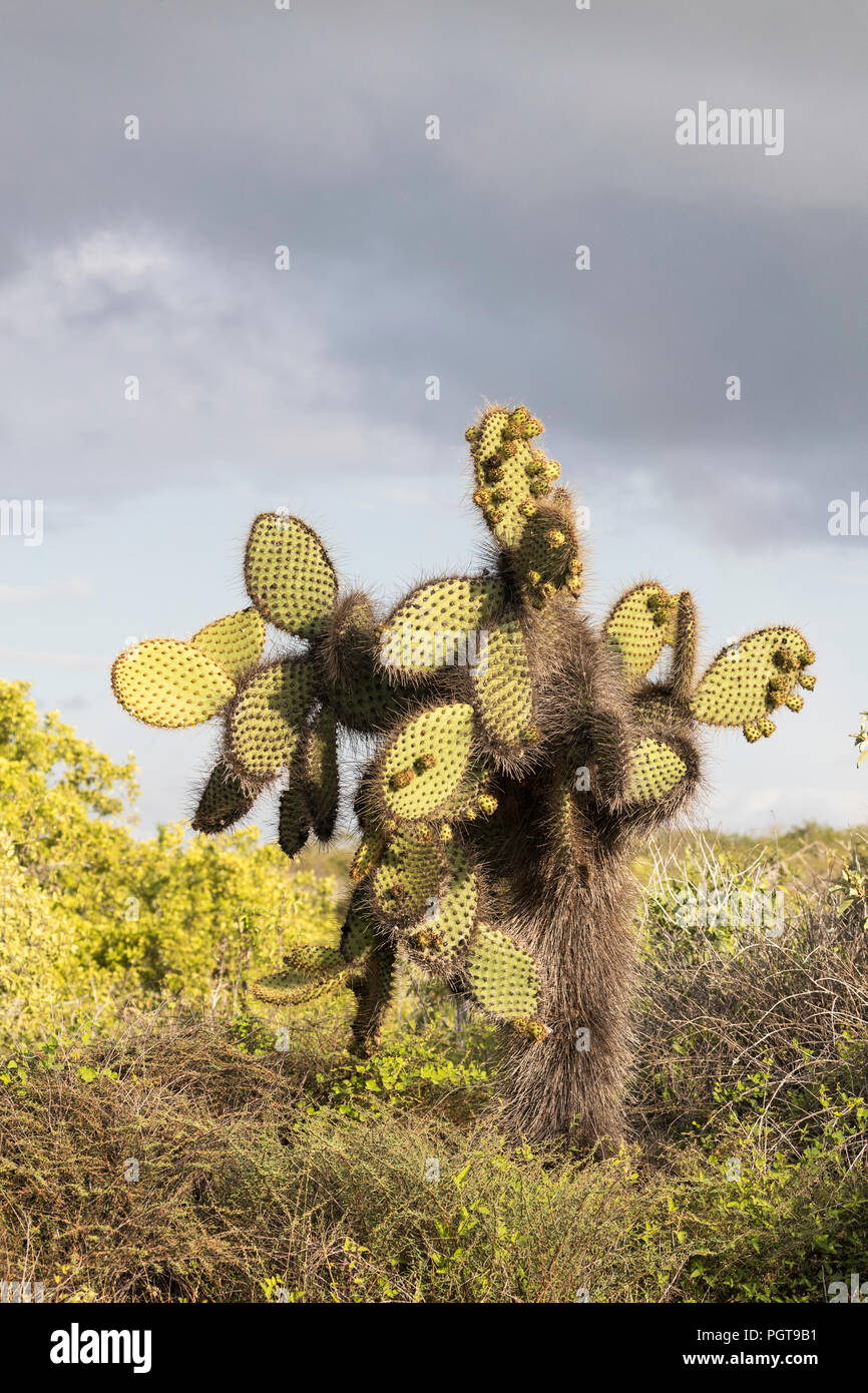 Le cactus Opuntia endémique, Opuntia echios, poussant sur l'île de Santa Cruz, Galapagos, Equateur. Banque D'Images