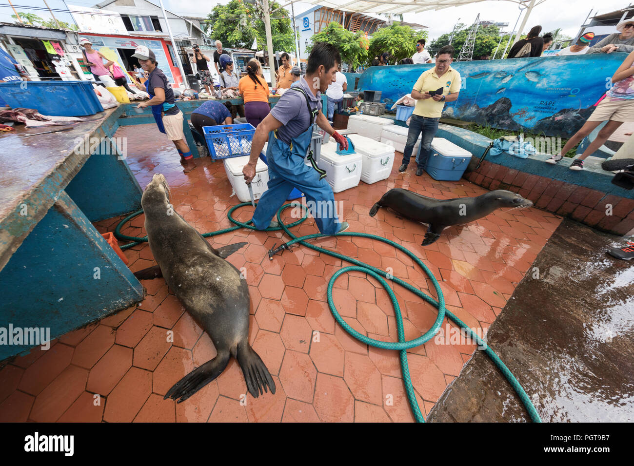 Scènes de marché au poisson dans le port de Puerto Ayora, l'île de Santa Cruz, Galapagos, Equateur. Banque D'Images