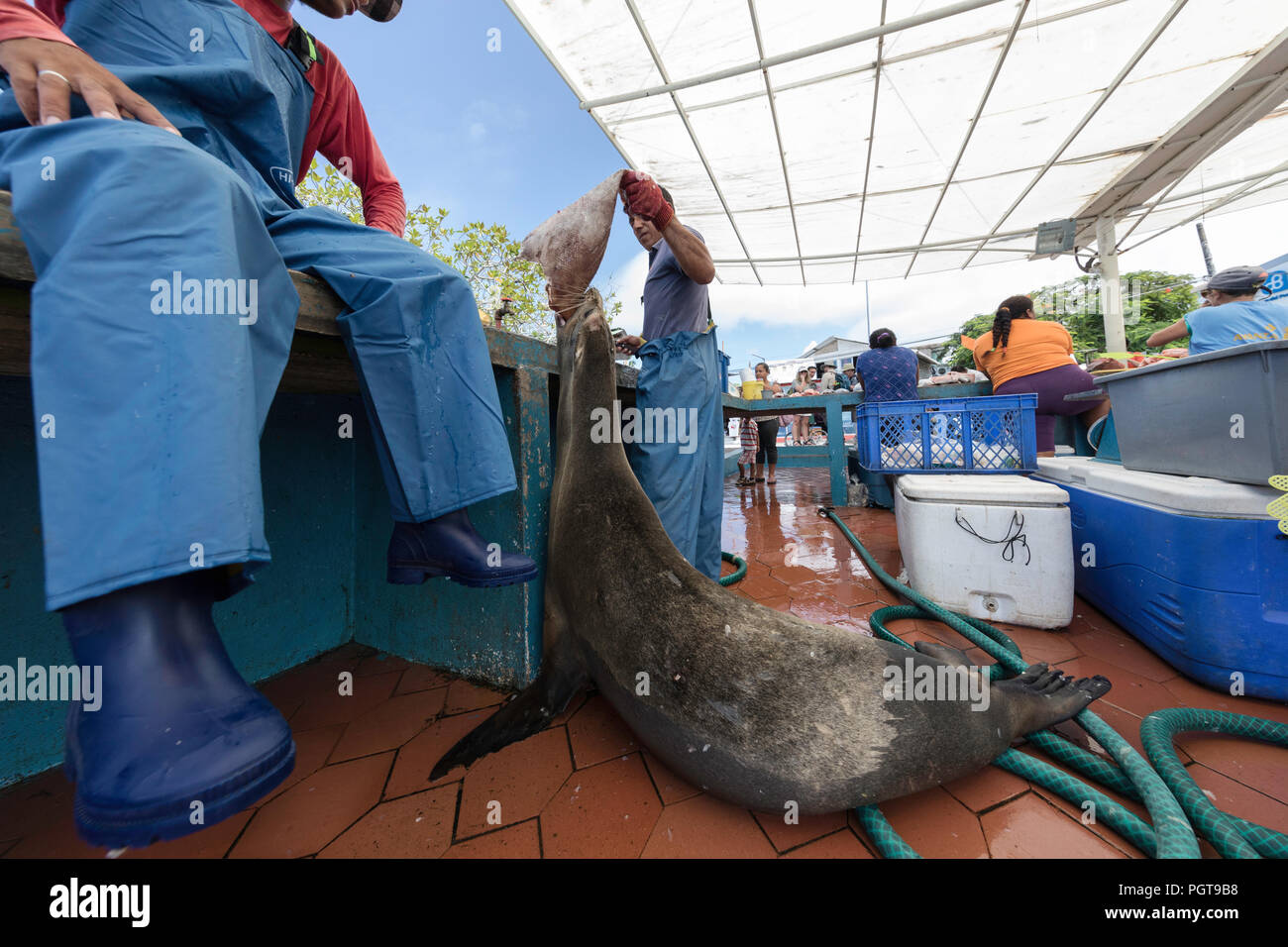 Scènes de marché au poisson dans le port de Puerto Ayora, l'île de Santa Cruz, Galapagos, Equateur. Banque D'Images