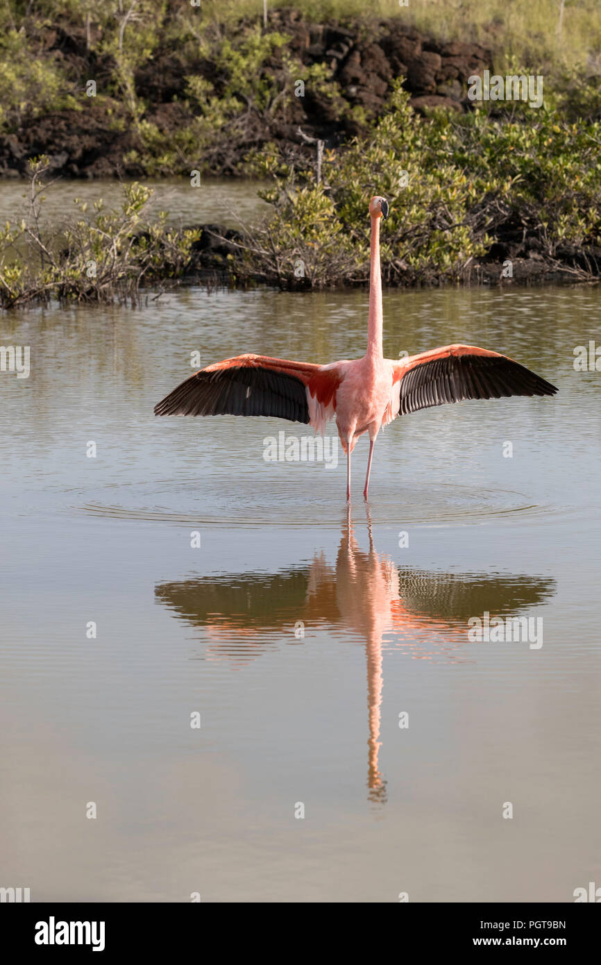 Flamant rose, Phoenicopterus ruber, dans l'eau salée, lagon de l'Île Floreana, Galapagos, Equateur. Banque D'Images