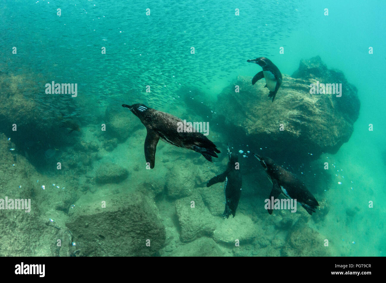 ¡GalÃ pagos penguin, Spheniscus mendiculus, nager sous l'eau à l'île de Bartolome, Galapagos, Equateur. Banque D'Images