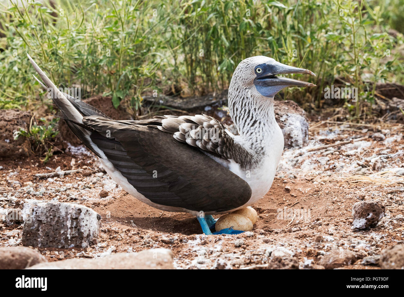 Fou à pieds bleus adultes, Sula nebouxii, avec des œufs sur l'île Seymour Nord, îles Galapagos, en Équateur. Banque D'Images