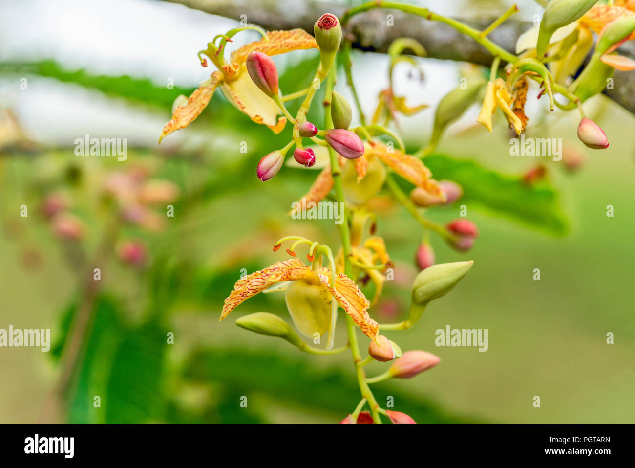 Gros plan de fleurs de tamarinier (Tamarindus indica) Banque D'Images