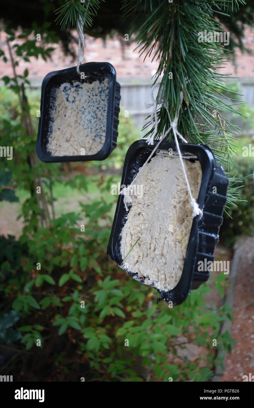 Deux bacs à graisse suspendus Les oiseaux de l'alimentation des oiseaux dans un jardin à Rotherham, South Yorkshire, Angleterre. Banque D'Images