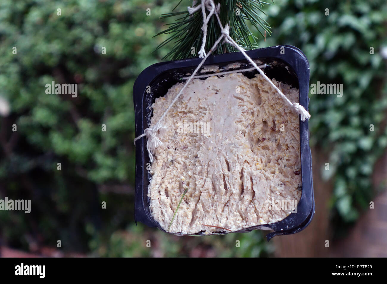 Une pendaison de bac de graisse l'alimentation des oiseaux dans un jardin à Rotherham, South Yorkshire, Angleterre. Banque D'Images