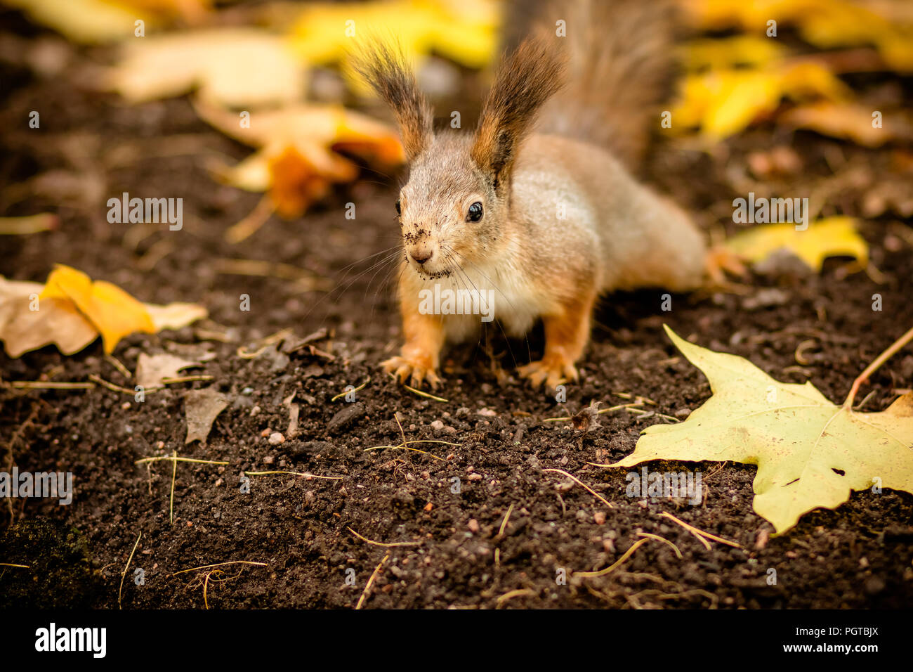 L'écureuil mignon et affamés à la recherche d'un châtaignier en automne. City park. Les animaux sauvages à l'automne, l'espace de copie. La nature colorée, automne, concept Banque D'Images