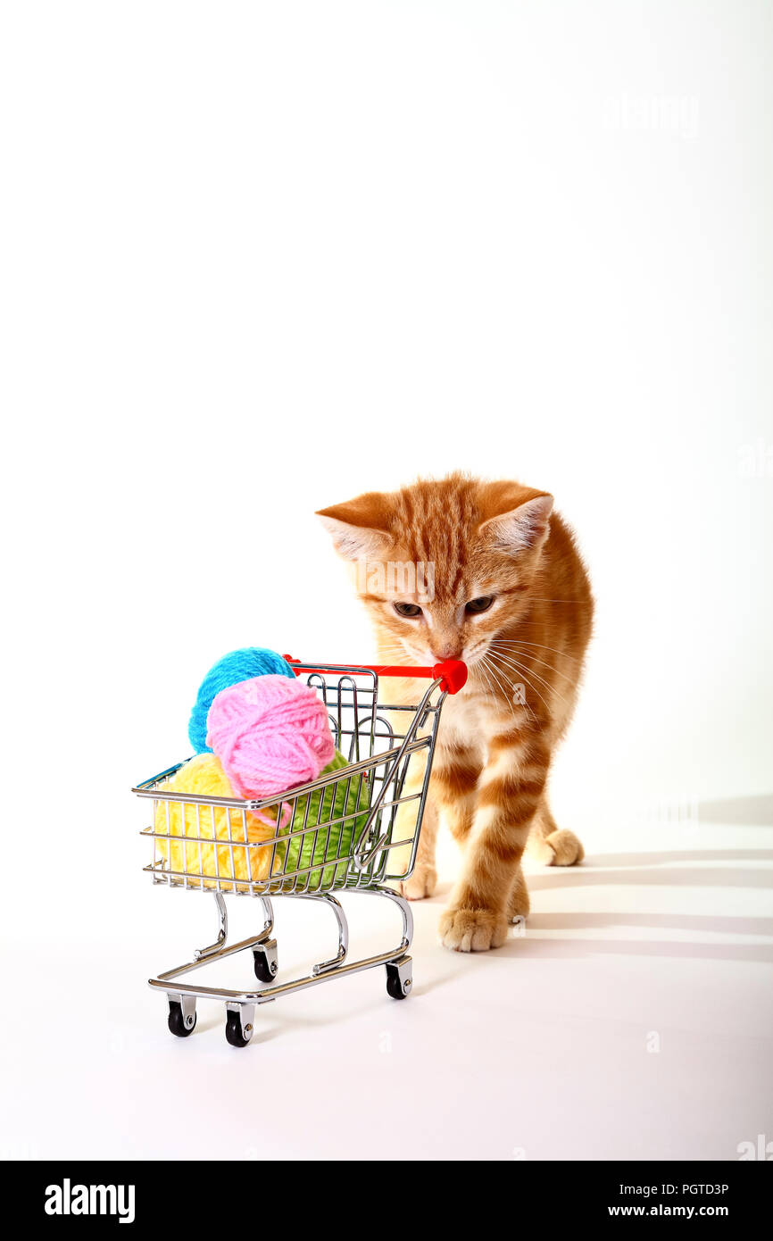 Le gingembre mackerel tabby chat jouant avec de la laine de balles dans un panier Banque D'Images