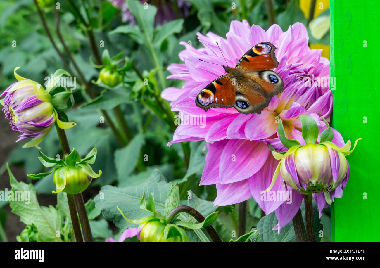 Butterfly peacock eye s'asseoir sur une fleur d'aster asteraceae dahlia cultorum grade sweet dreamslilac,ombre wings sont complètement ouverts,fleur est en pleine floraison Banque D'Images