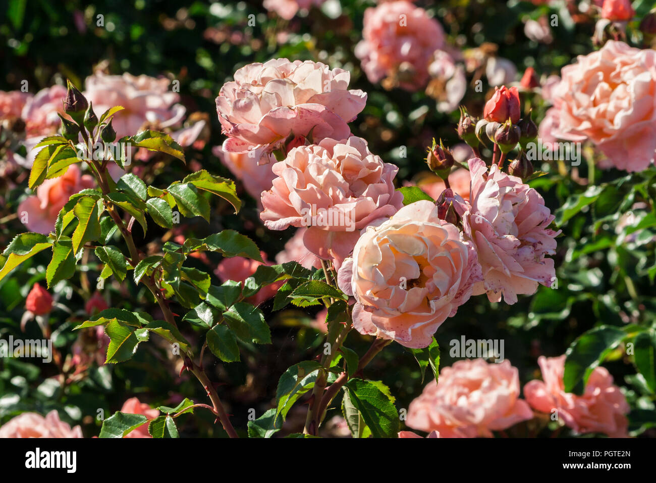 Rose Marie Curie belle forme, avec des pétales ondulés et brucelles de pétales, rose pétales extérieurs, et d'abricot-centre de couleur, la croissance dans le jardin, Banque D'Images