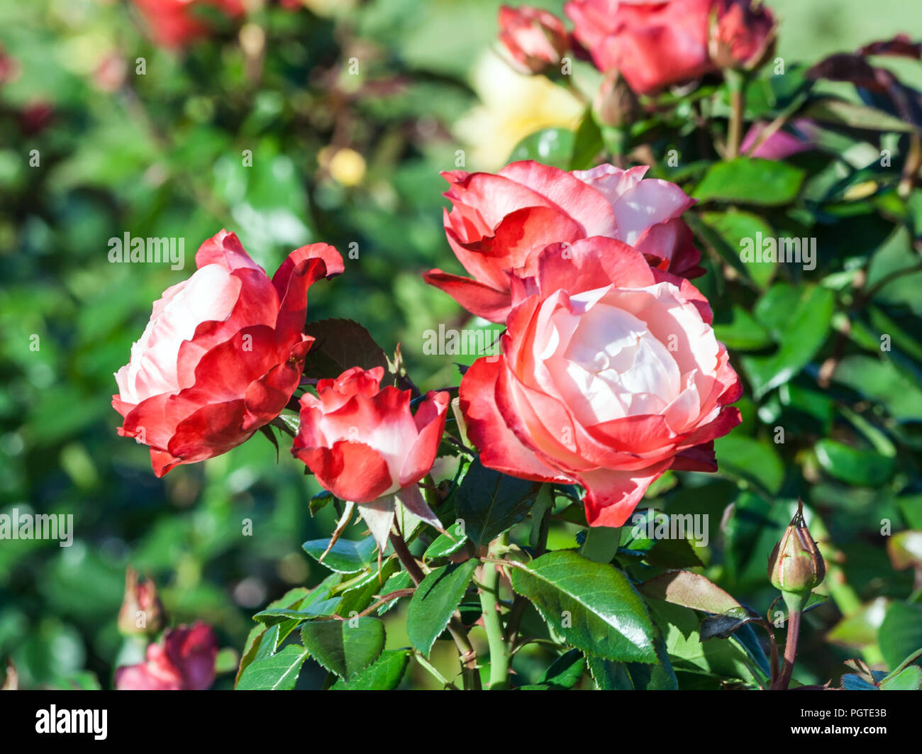 Nostalgie rose un bouquet de fleurs blanches et rouges tendres, une bordure rouge à l'extrémité des pétales, la plante pousse dans le jardin, lumière du jour, jour d'été, Banque D'Images