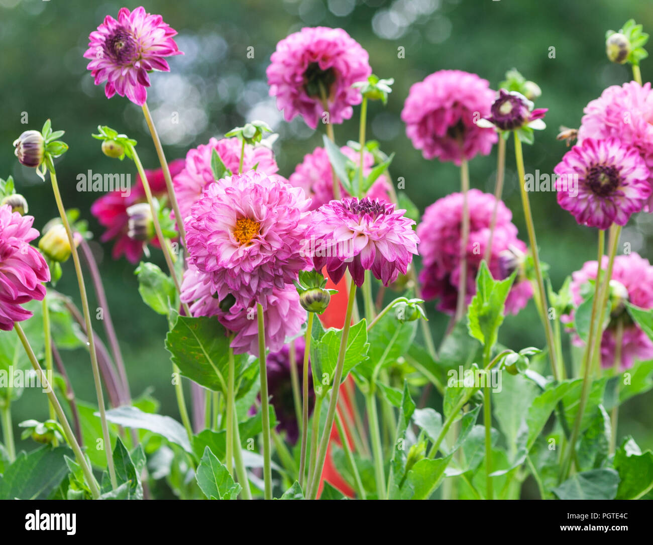 Asteraceae dahlia cultorum mask pink and purple asters fleurs de grande taille avec un cœur jaune en pleine floraison dans le contexte des arbres verts, de nombreux Banque D'Images