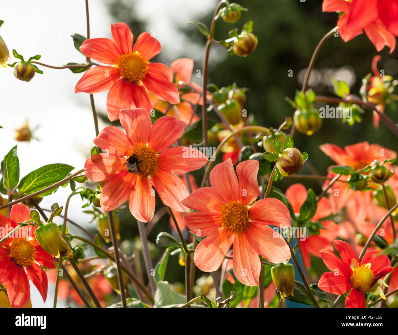 Beaucoup Dorange Fleurs Et Bourgeons Aster Avec Fines