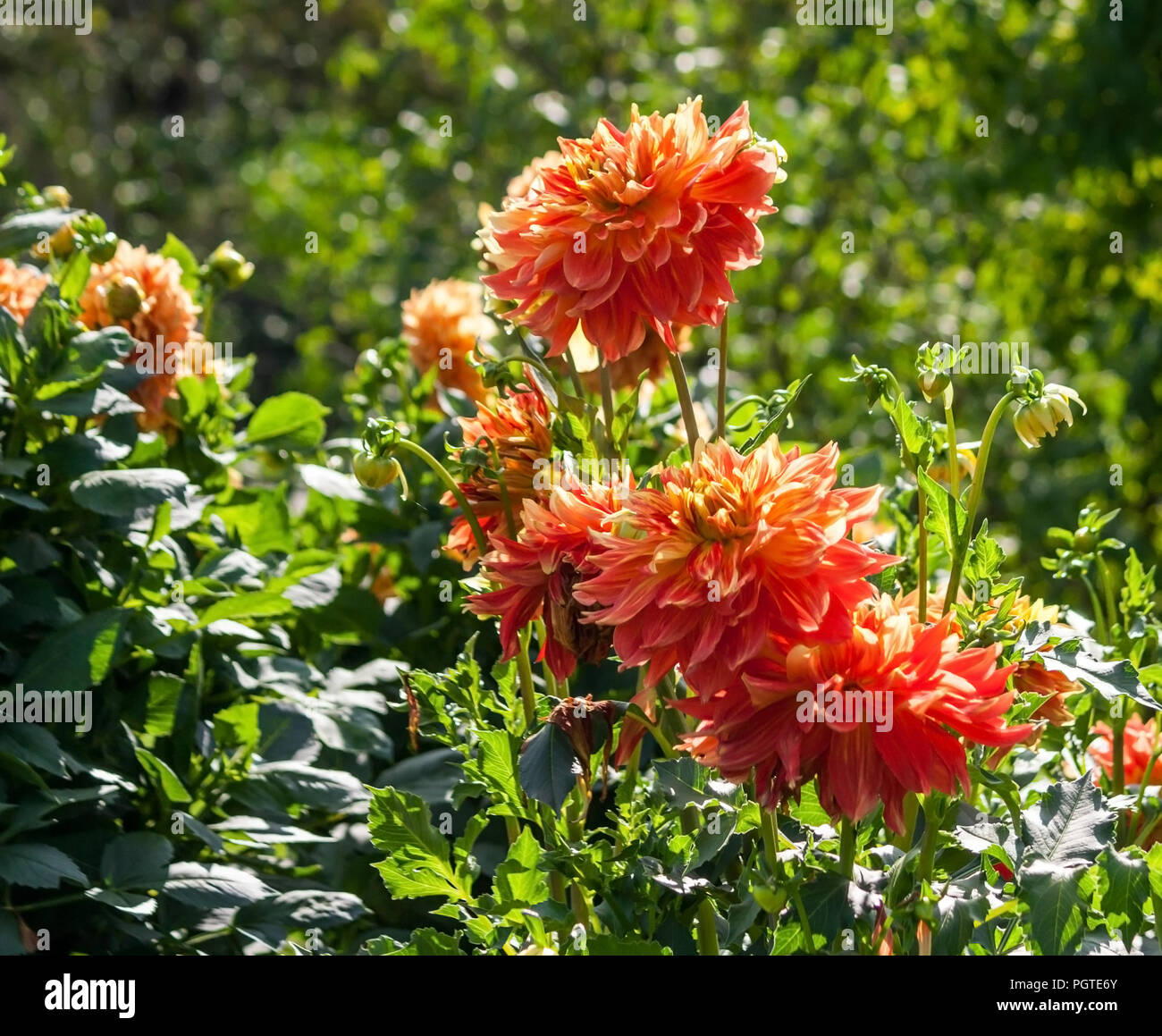 Asteraceae dahlia cultorum grade gladiator, de couleur rouge-orange-jaune des nuances, beaucoup de fleurs, feuillage vert brillant, la lumière du soleil, de plus en plus naturellement Banque D'Images