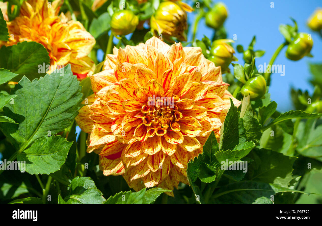 Asteraceae dahlia cultorum grade élie mason orange-rouge une grande fleur asters en fleurs et bourgeons sur fond de feuillage vert et bleu Banque D'Images