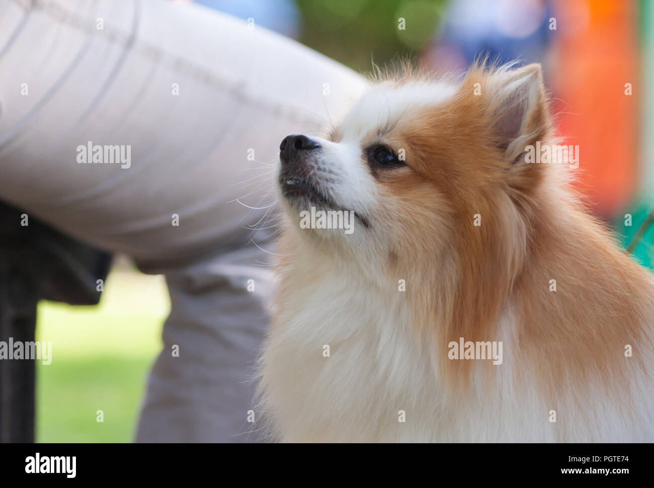 Un portrait d'un Pomeranian Spitz de couleur blanc et brun, sur l'arrière-plan d'un homme à la jambe de pantalon assis sur un banc, de petits yeux noirs, a fluffy Banque D'Images