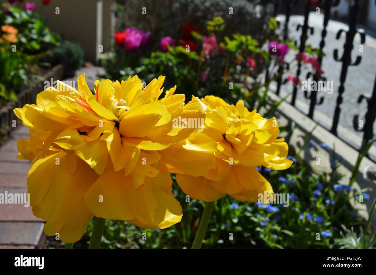 Deux grandes tulipes jaune rempli dans un jardin au printemps Banque D'Images