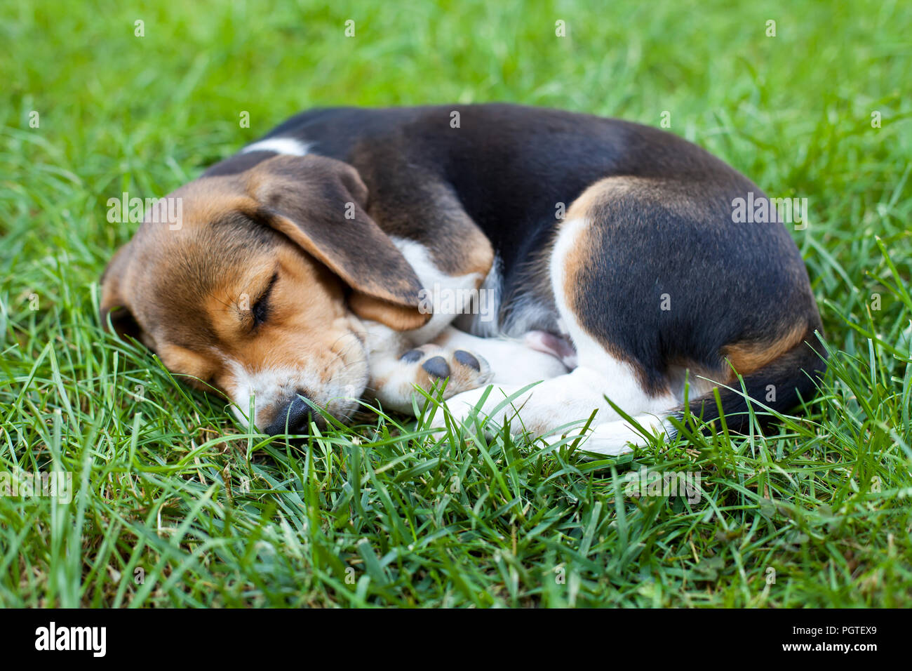 Photo d'un mignon chiot beagle dormir sur l'herbe Banque D'Images