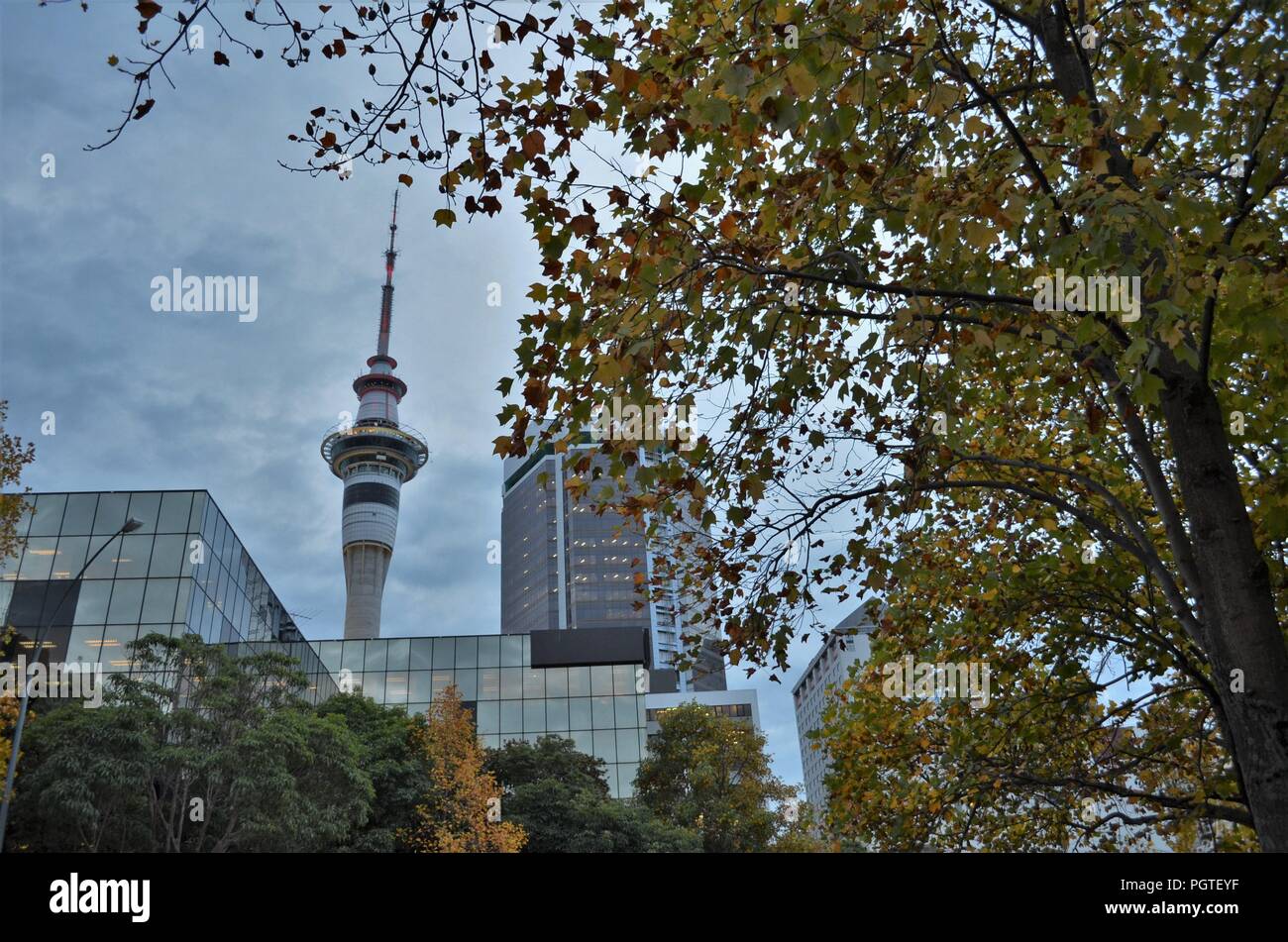 Auckland Sky Tower de feuilles d'automne derrière Banque D'Images