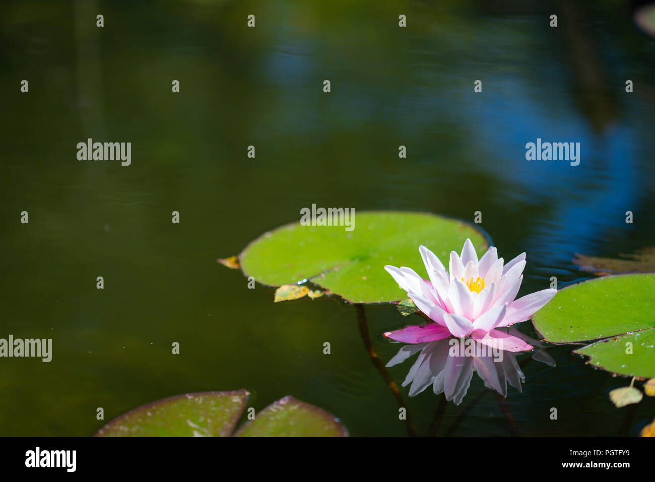 Nymphaea alba - fleur sur l'eau Banque D'Images