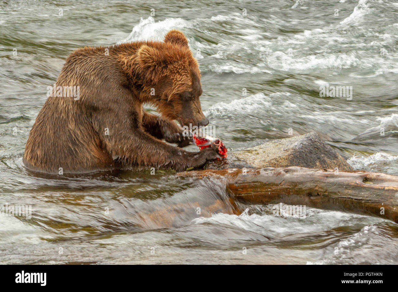 Photo Gros plan d'un grizzli l'Alaska de manger un morceau de saumon dans une rivière à Brooks Falls, Alaska. Banque D'Images