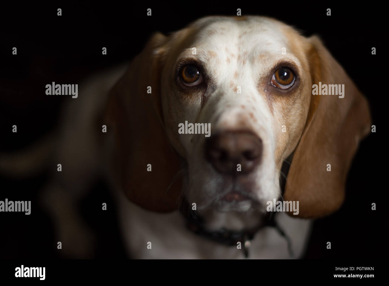 Tan et blanc meduim chien de taille moyenne avec de grands yeux bruns assis devant un fond noir Banque D'Images