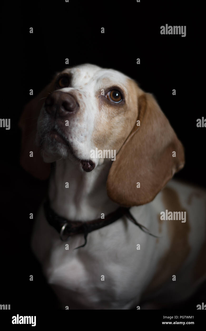 Tan et blanc meduim chien de taille moyenne avec de grands yeux bruns assis devant un fond noir Banque D'Images