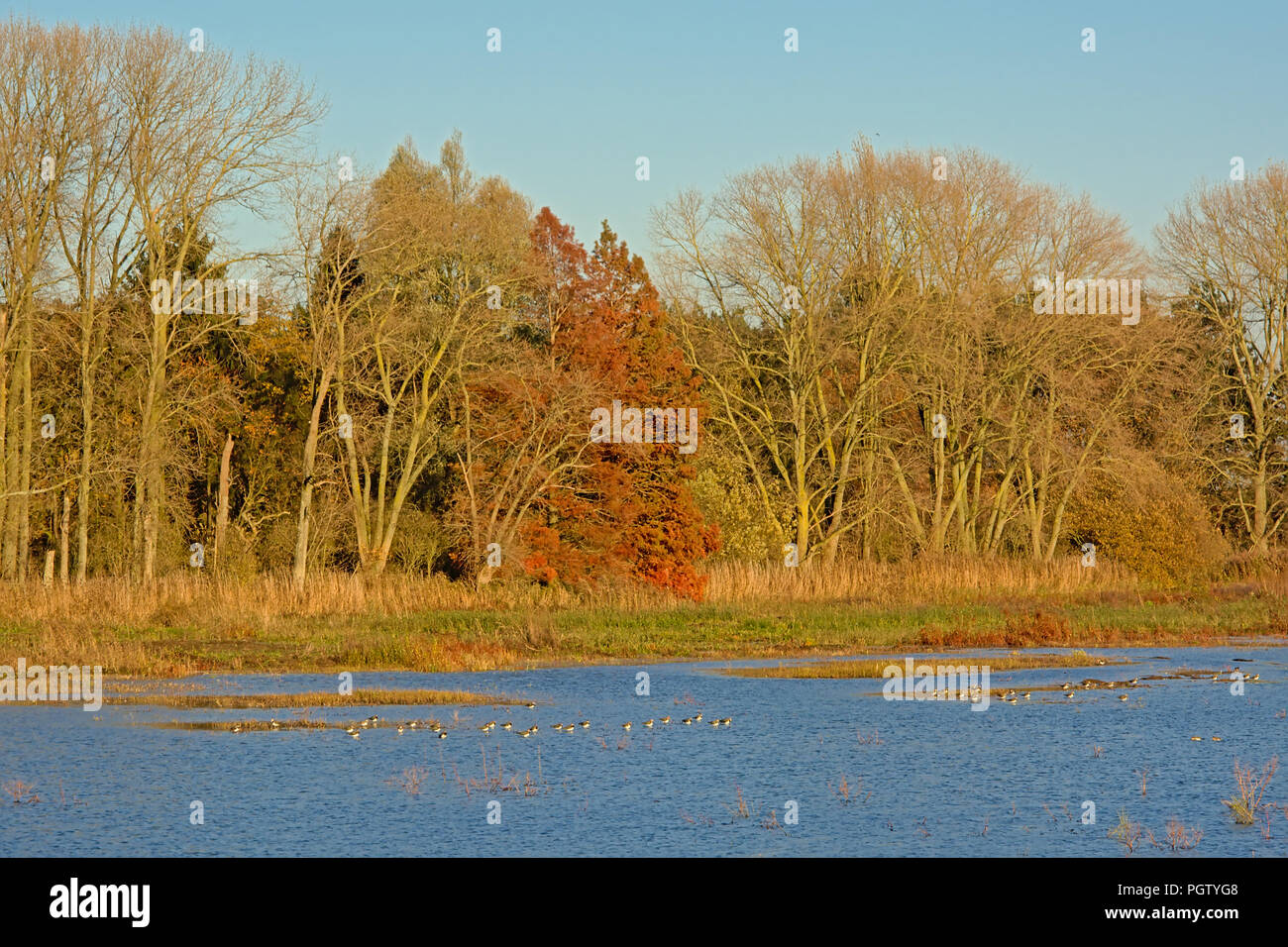 Nu en partie les arbres d'automne le long d'un lac sur une journée ensoleillée avec ciel bleu clair dans la réserve naturelle de Bourgoyen, Gand, Flandre Banque D'Images