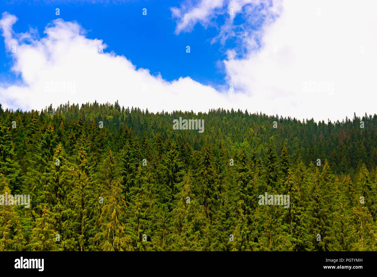 Forêt de montagne fabuleux incroyable avec ciel nuageux ciel bleu dans les Carpates ukrainiennes Banque D'Images