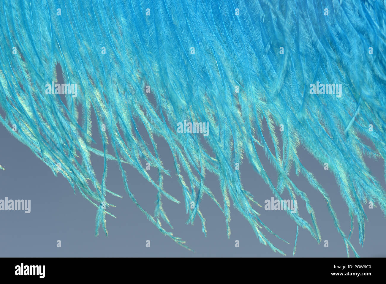 Détail de plumes d'autruche bleu Banque D'Images