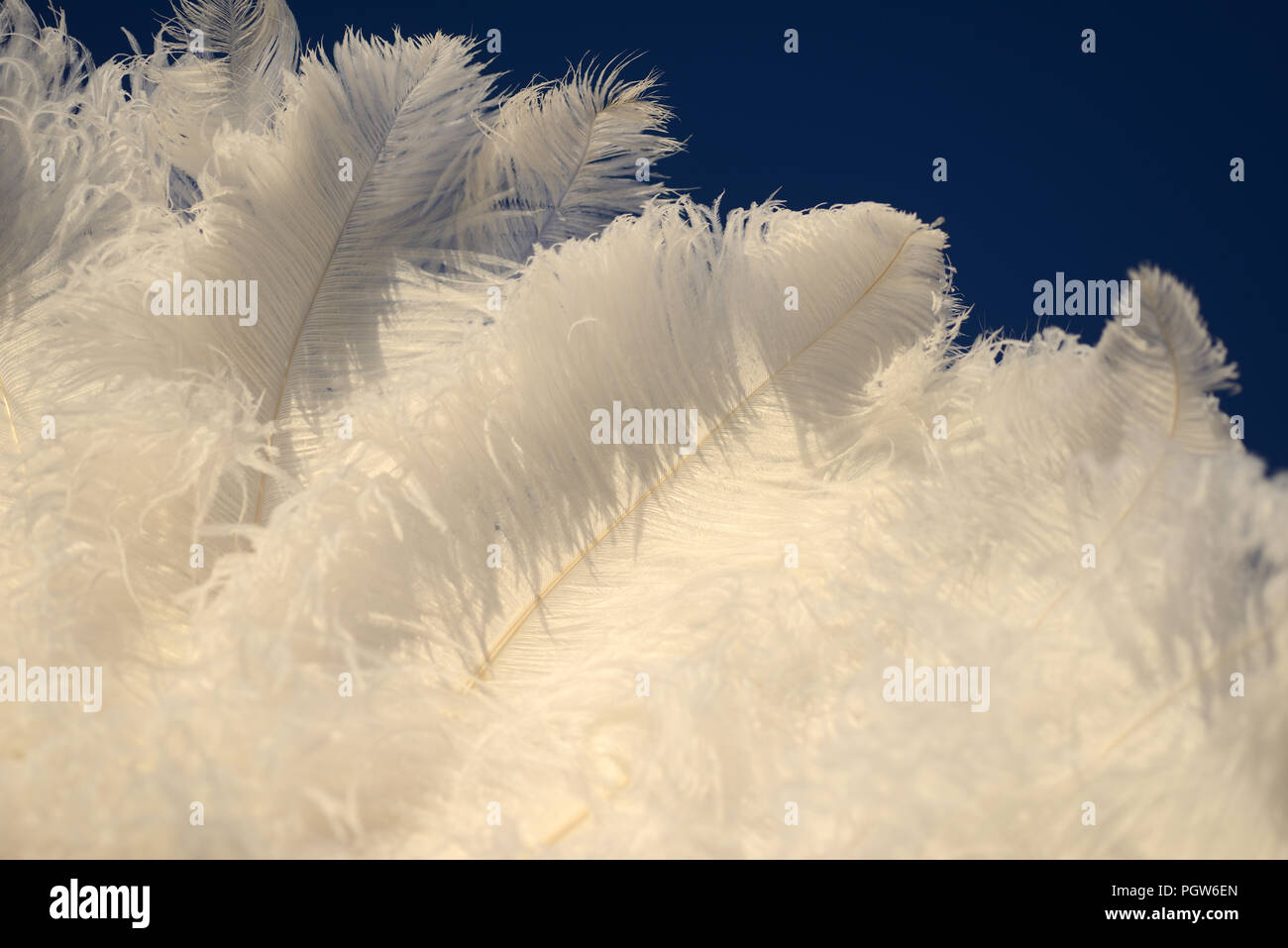 Détail de plumes d'autruche dans un ventilateur. Banque D'Images