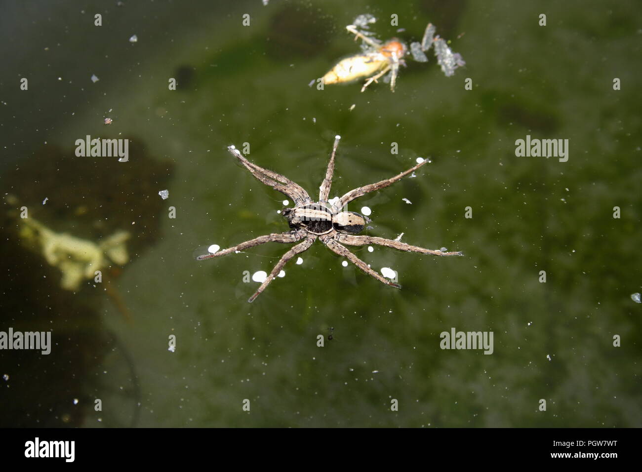 Spider pêche flottant sur l'eau Banque D'Images